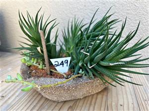 Plants in a bonsai pot