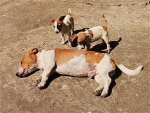 Purebred minature jack Russell female puppies 