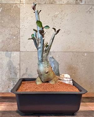 Pink Impala Lily in a brown plastic bonsai pot