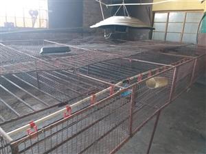 Chicken Rearing Cages