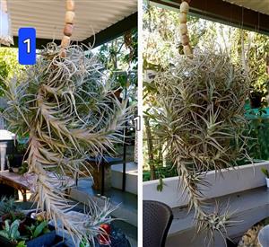 Airplants Tillandsia Cluster