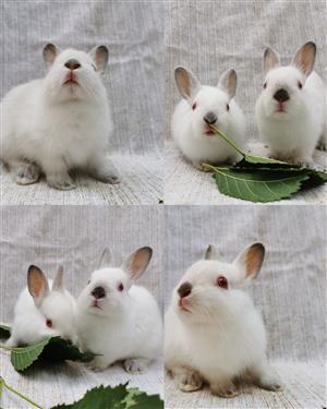 Small breed, himalayan rabbits/bunnies 