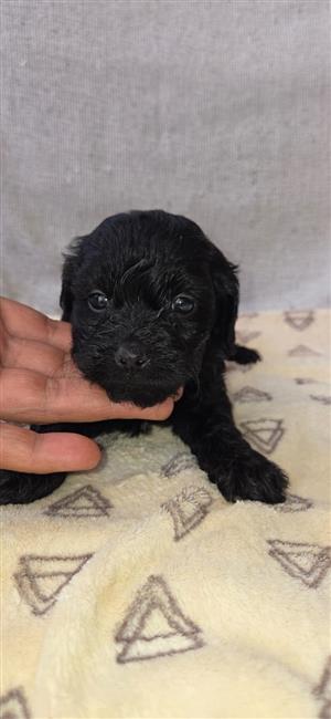 Beautiful yorkipoo girls available 