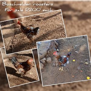 Boschvelder roosters