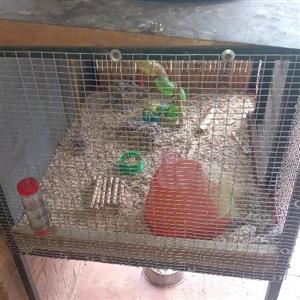 2 x bird cages