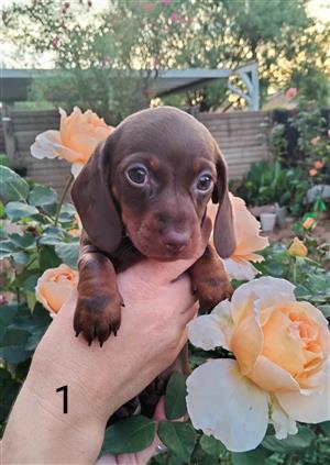 Dachshund,Worshondjies puppies for sale