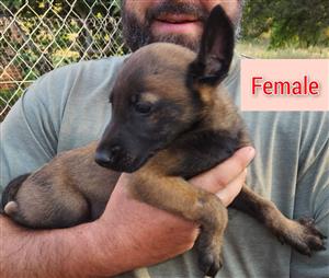 9x Belgian Malinois pups IN BRITS, NORTH WEST