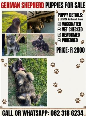 German shepherd puppies