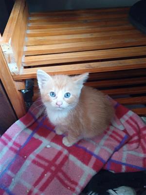 Kittens available 