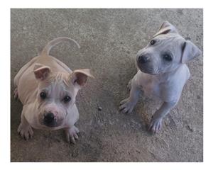 Labrador cross pups