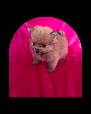Toy pom / Pomeranian puppies
