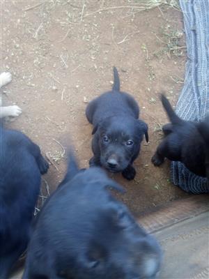 Australian cattle dog puppies te koop