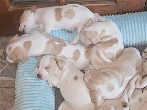 Jack Russell Puppies For Sale