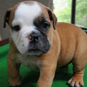 Gorgeous English bulldog puppies available