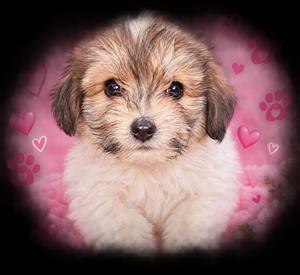 Maltese puppies