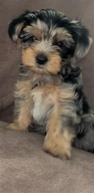  Yorkie Puppies for Sale