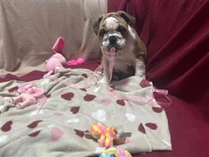 Beautiful English bulldog  puppies