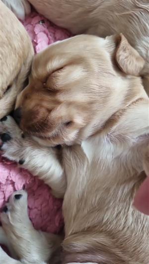 Puppies English Cocker Spaniels