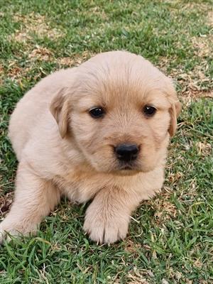 Beautiful Golden Retriever puppies available