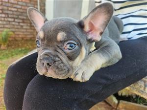 Gorgeous Exotic French bulldog puppies available