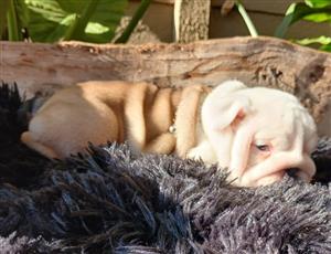 Gorgeous English bulldog puppies available