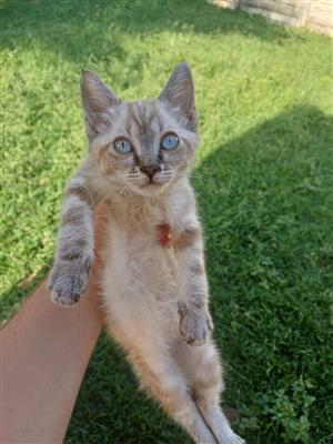 Tabby point siamese kittens 