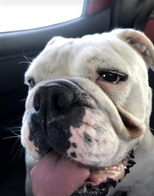 English Bulldog Puppies In Dogs And Puppies In South Africa Junk Mail English Bulldog Puppies In Dogs And Puppies In South Africa Junk Mail