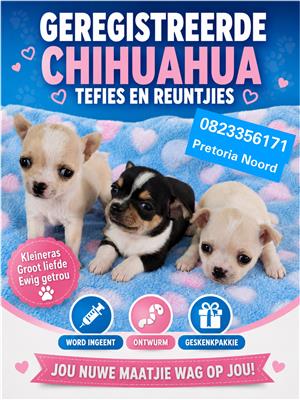 Chihuahua puppies