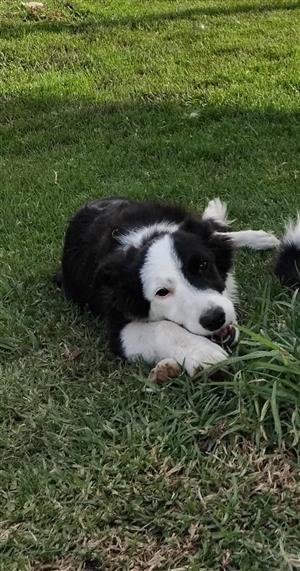 Border collie 