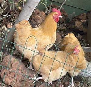 Buff Orpington roosters and pullets