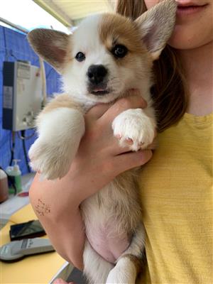 Outstanding Pembroke Welsh Corgi Puppy for Sale