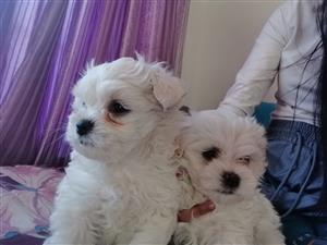 Maltese puppies 