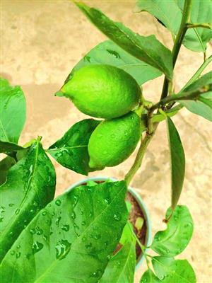Eureka lemon tree