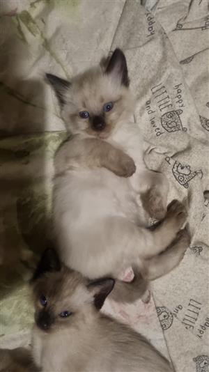 Ragdoll Siamese Kitten Female 