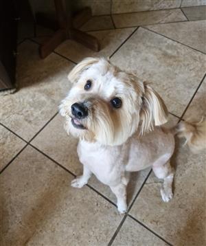 Adorable Morkie Puppies for Sale 