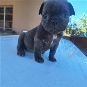 Puppy  frenshie x
