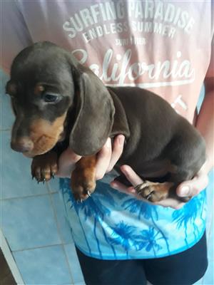 For sale miniature Dachshund puppies 