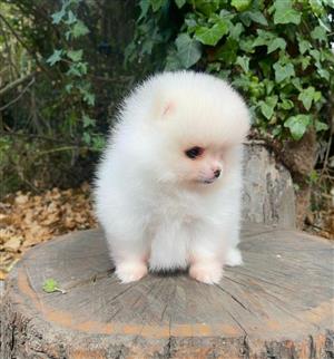 Pomeranian Puppy Girl
