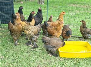 JOUNG BRAHMA CHICKENS