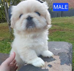 Pekingese pups 