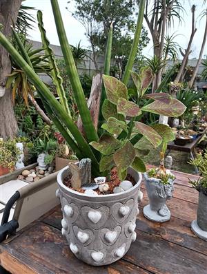 Stunning cement pot with assorted plants