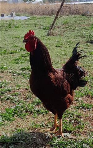 Rhode Island Red Roosters