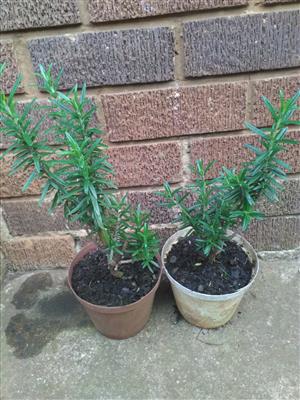 Rosemary plants for sale from R15 