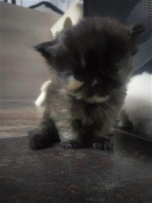 Purebred Persian Kittens for sale 