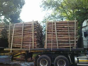 Pine Pulp Timber for Sale