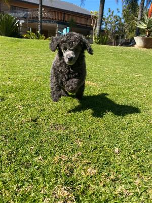 Silver 8 week Male French Poodle For Sale for a ❤ home.
