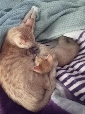  ginger kittens Needing a home 