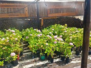 hydrangea plants
