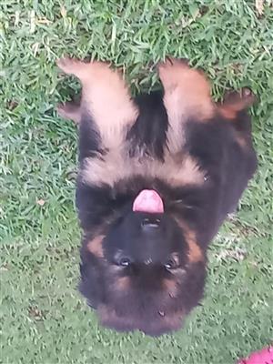 German Shepherd Puppies Available 
