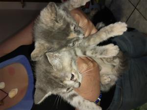 Maincoon female